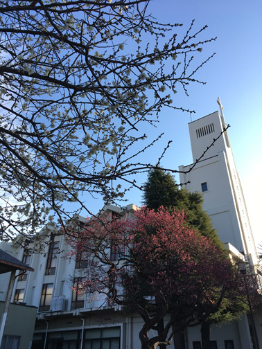 聖堂と梅の花