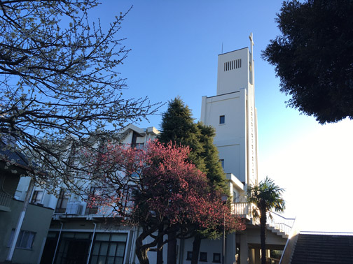 聖堂と梅の花