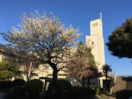 聖堂と梅の花