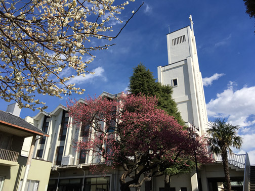 聖堂と梅の花